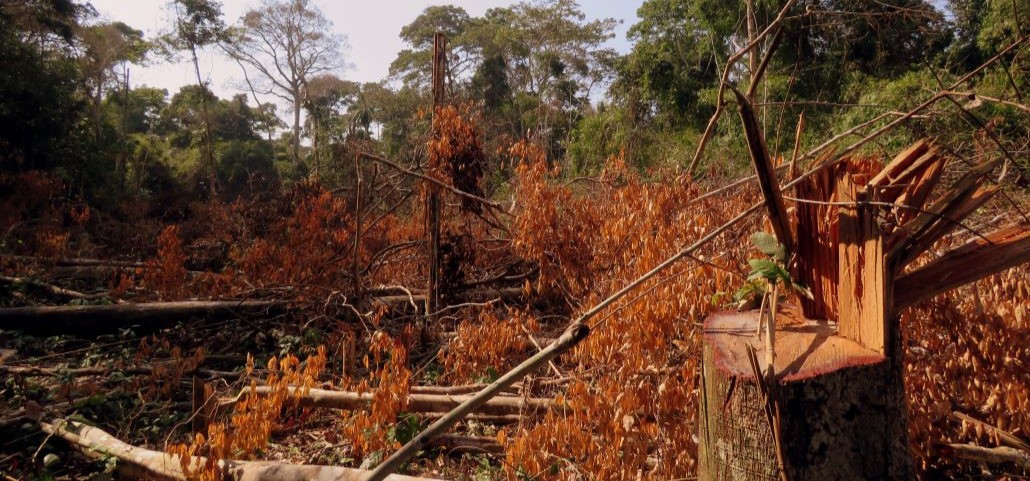 Évaluation d’un processus de concertation pour la lutte contre la déforestation en Amazonie