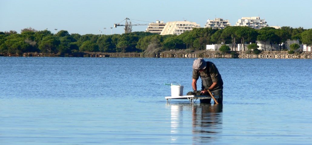 (Ré)inventer la gouvernance du Golfe d’Aigues-Mortes